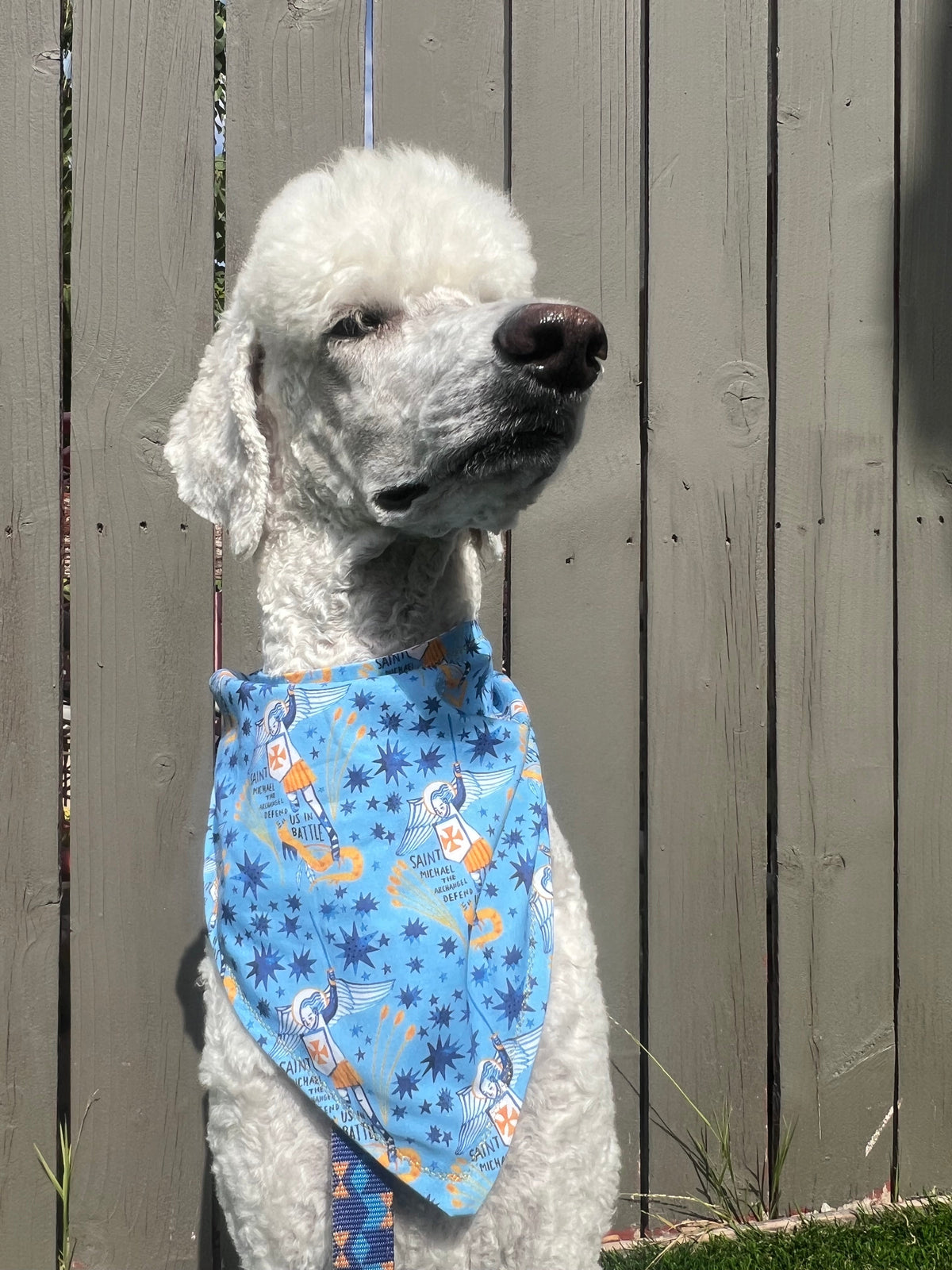 Saintly Paws